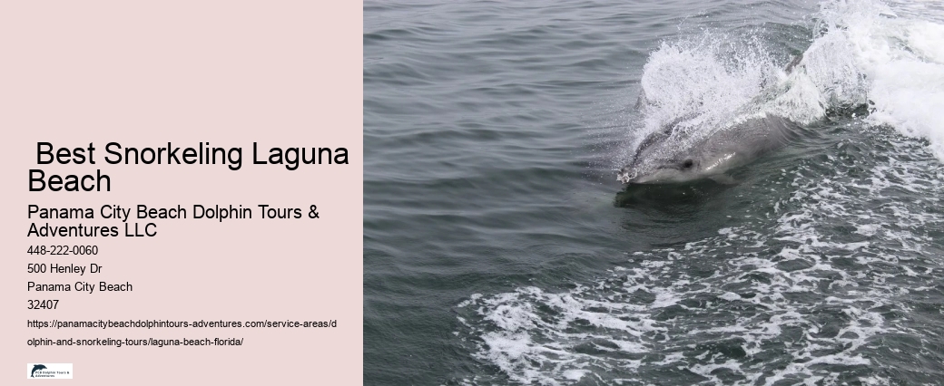 Dolphin And Whale Tours Near Me