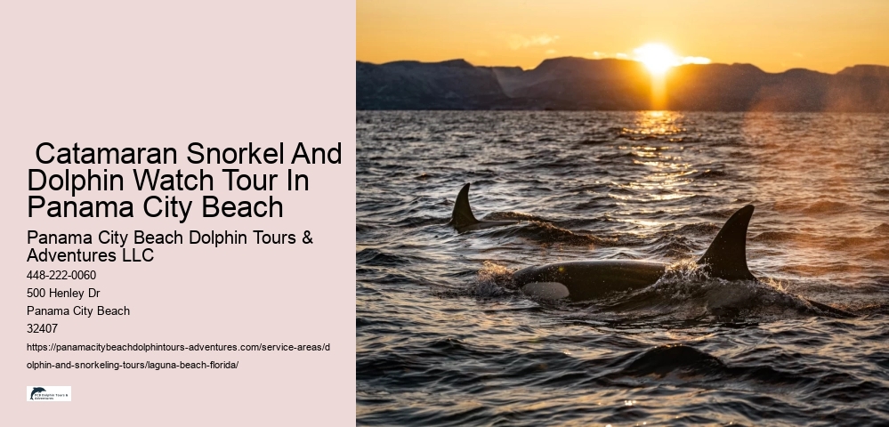 Dolphin And Shelling Tours Near Me