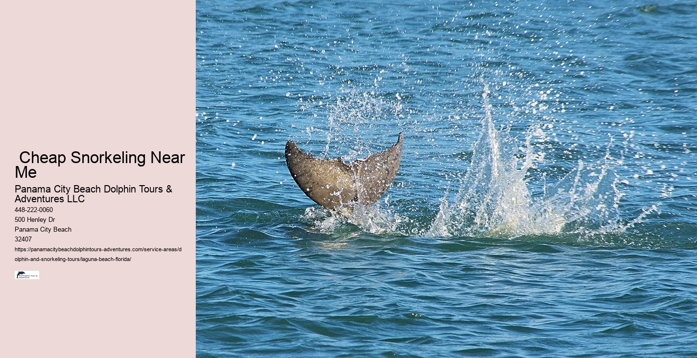 Where is the most common place to see dolphins