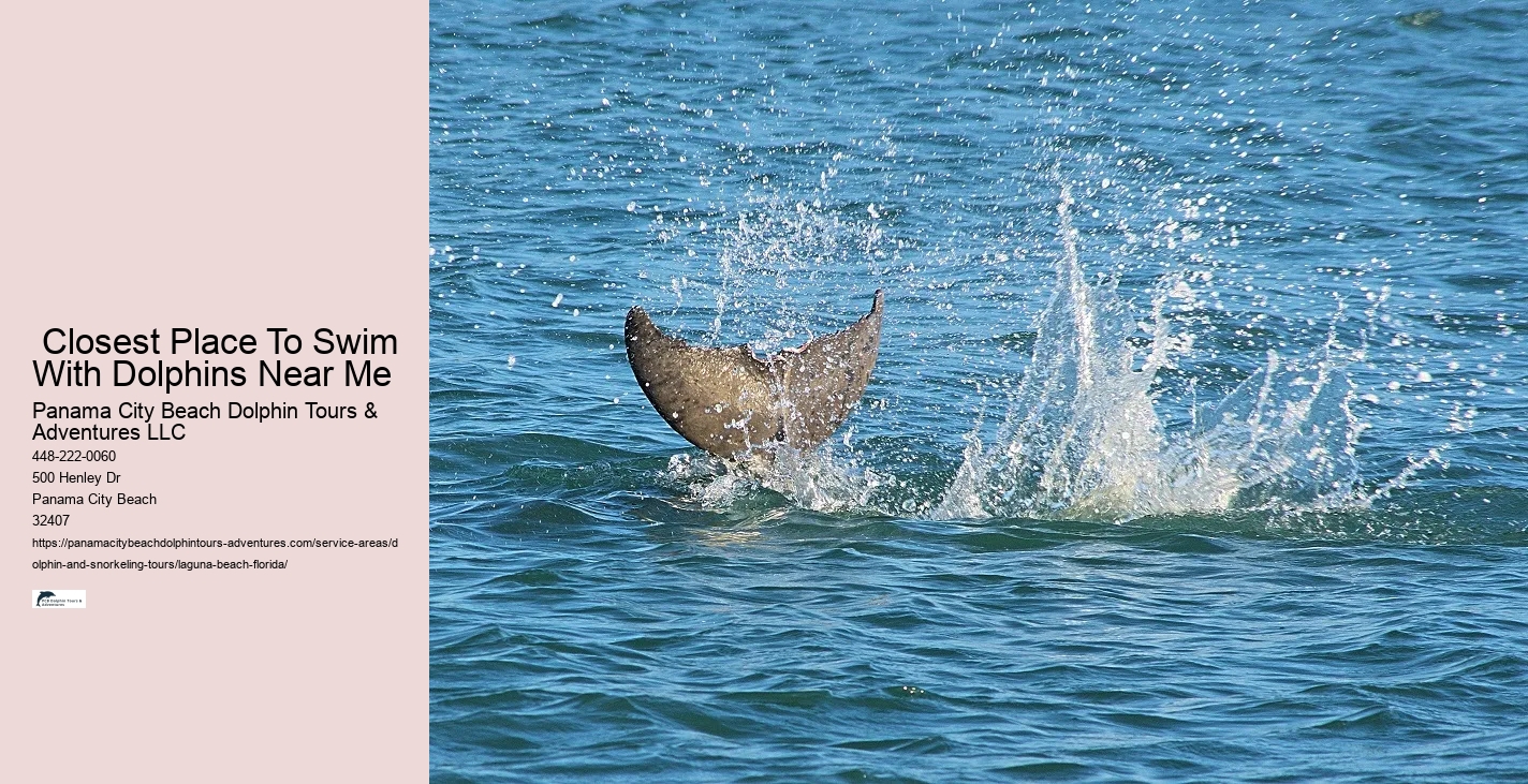 Dolphin And Snorkeling Tours Laguna Beach Florida
