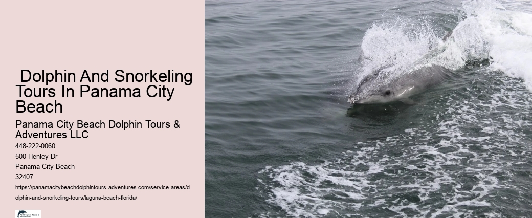 What month is best for dolphin watching