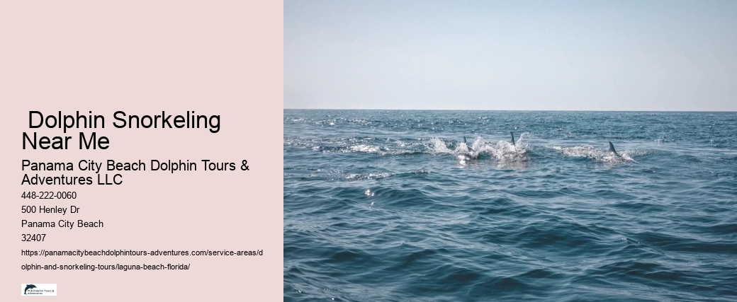 What should you not do while swimming with dolphins