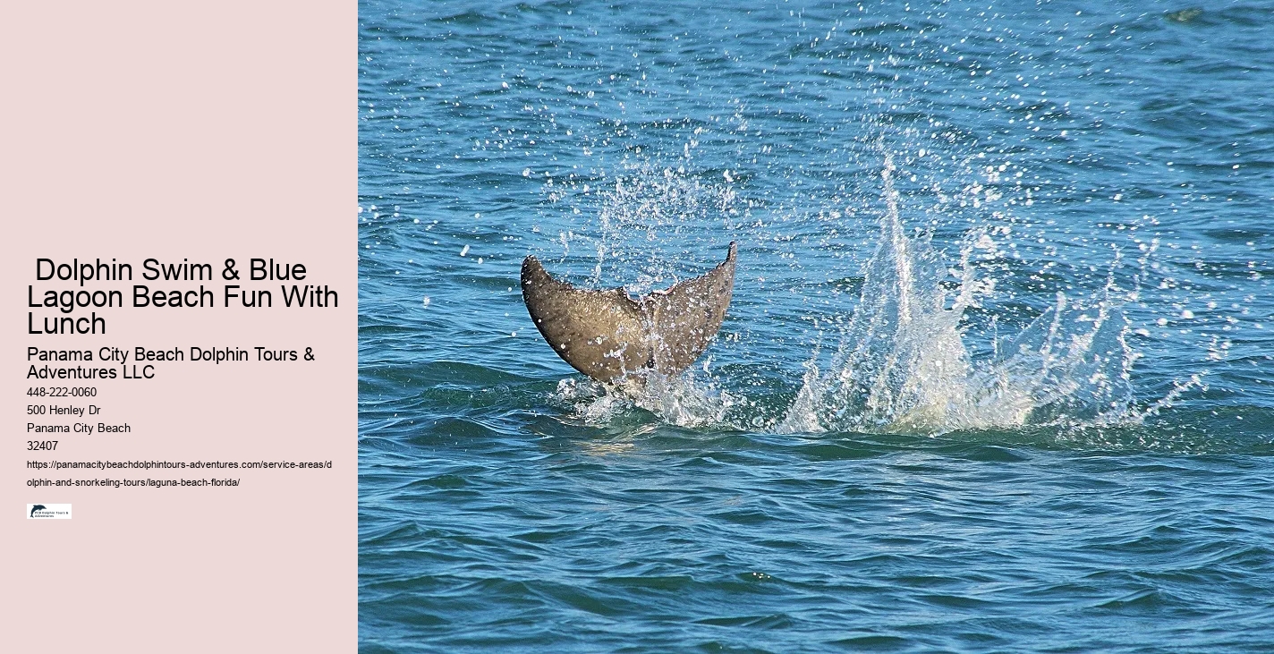 Where do you see the most dolphins in Florida