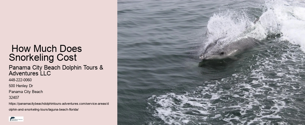 Dolphin Watching Tours Near Me