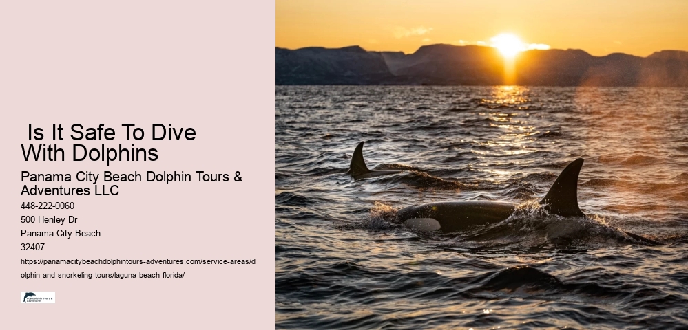 Swimming With Dolphins Near Florida