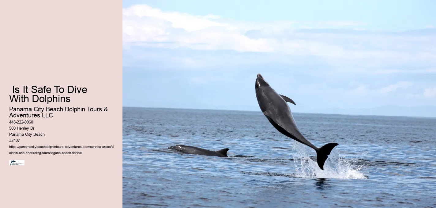Dolphin And Snorkeling