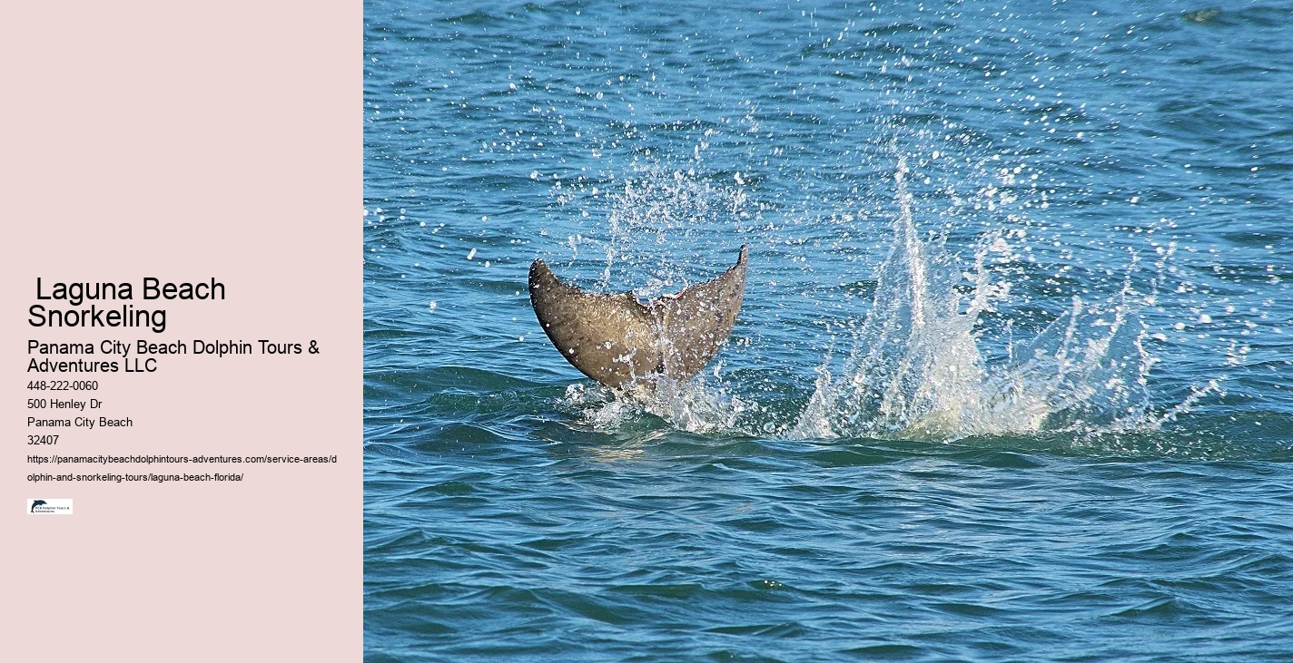 Dolphin And Snorkeling Tours