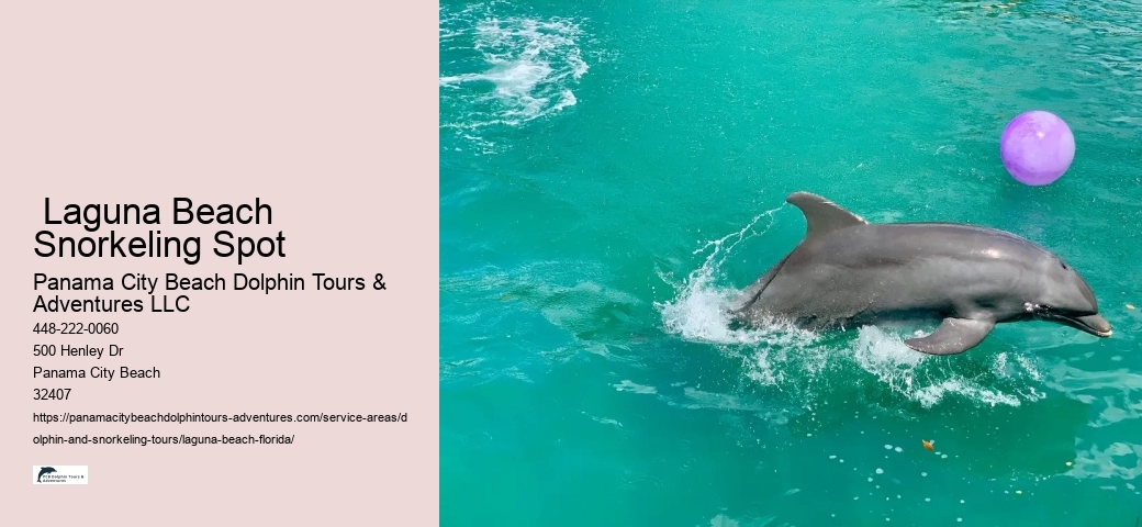 What does it mean when you see dolphins at the beach