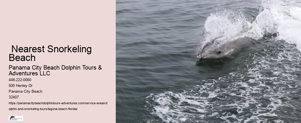 Dolphins Swimming