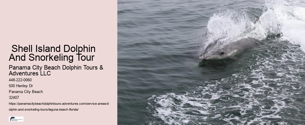 What beach in Florida has the most dolphins