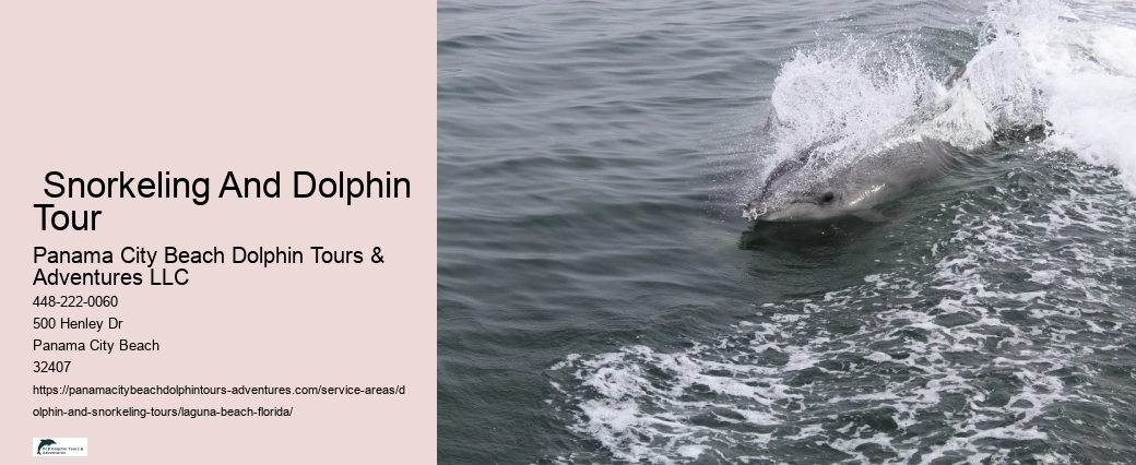 Dolphin Trips Near Me