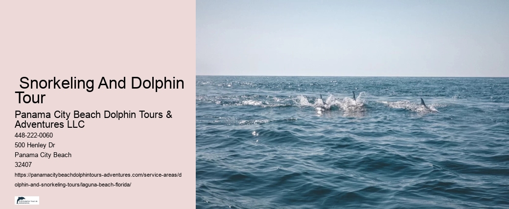 What to do if a dolphin is stranded on a beach