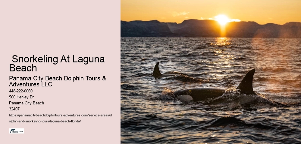 Dolphin Tours Near Me
