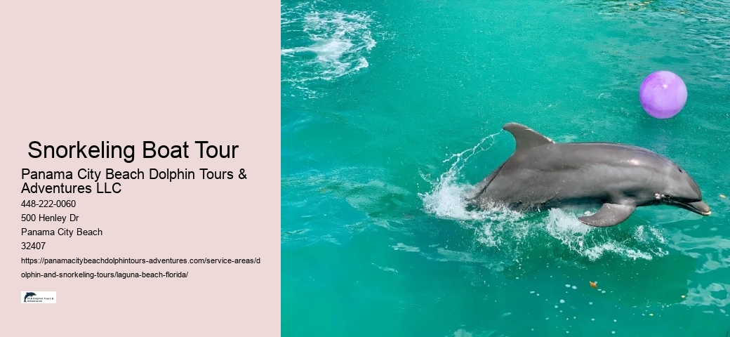 Dolphin-watching