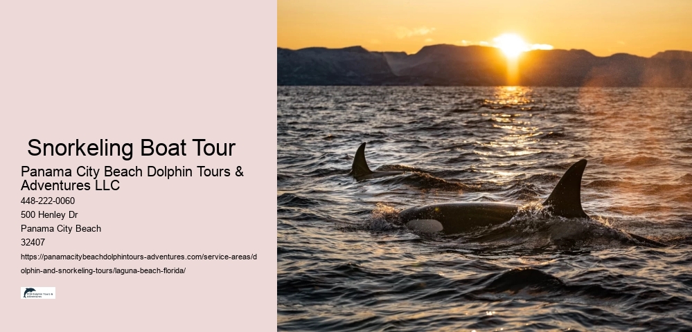 Dolphin Snorkeling Tour