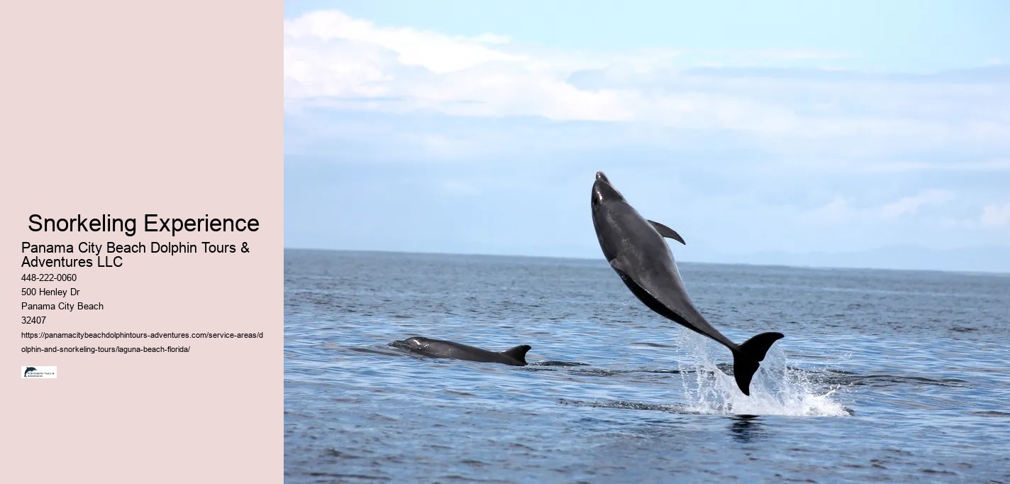 Dolphin And Snorkel Tours Near Me