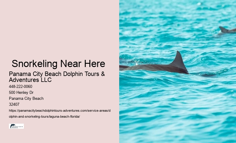 Dolphin And Snorkeling Tours Panama City Beach
