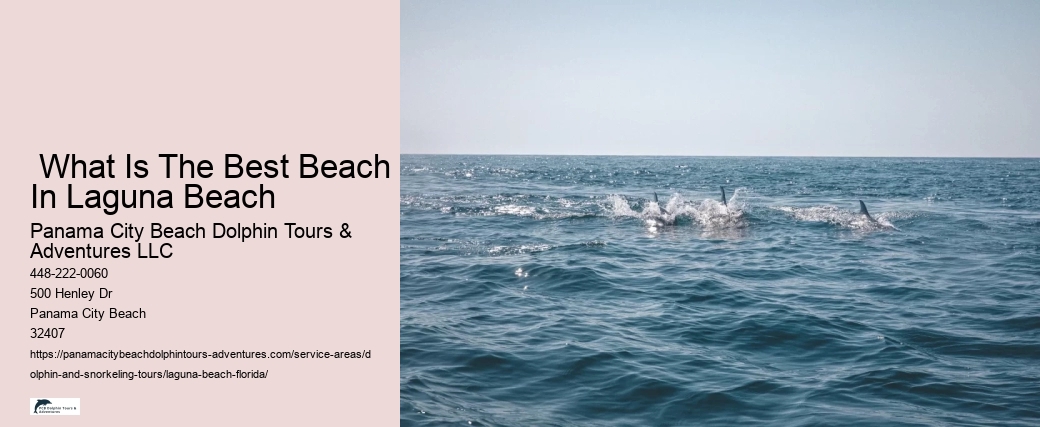Dolphin Tours Near.me