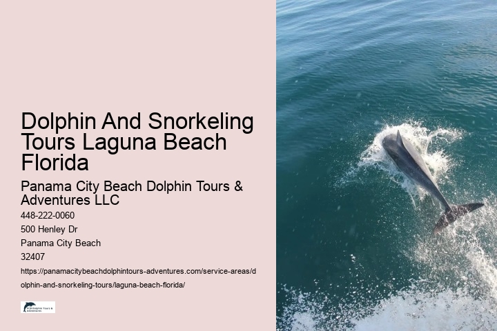 Dolphin And Snorkeling Tours Laguna Beach Florida